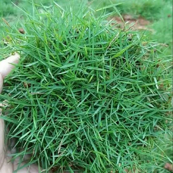 jual rumput jepang_1